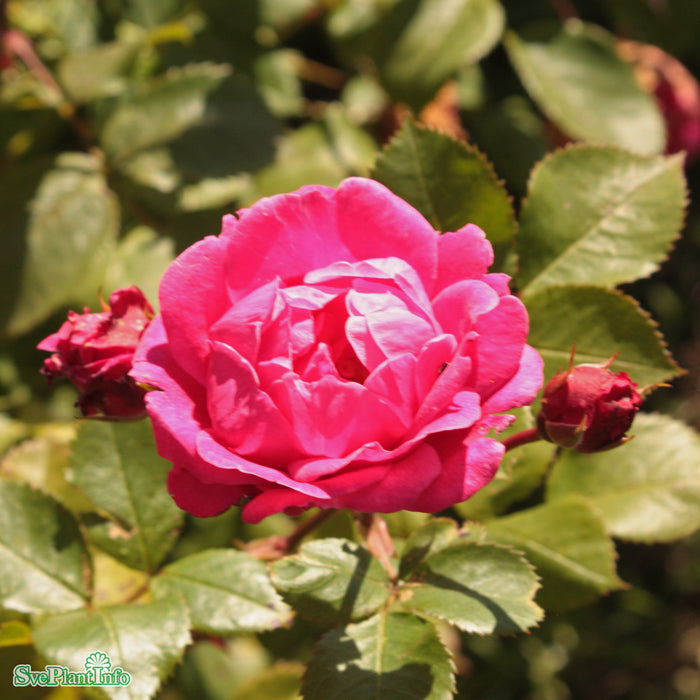 Rosa 'Alexander Mackenzie' A kval C4