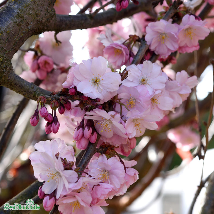 Prunus 'Accolade' Solitär Kl B150-200cm H300-350cm