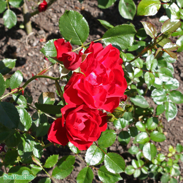 Rosa 'Lichterloh' A kval C4