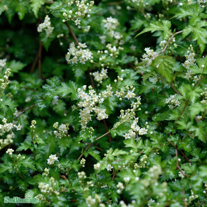 Stephanandra incisa 'Crispa' Busk C3