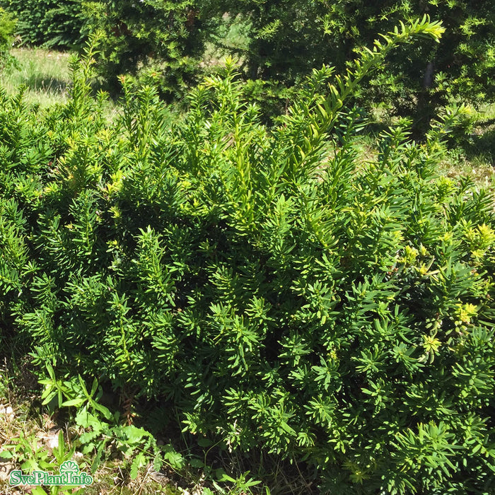 Taxus cuspidata var. nana C2 25-30cm