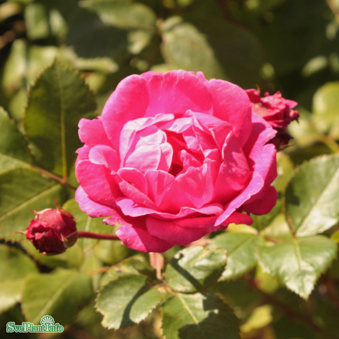Rosa 'Alexander Mackenzie' A kval C4