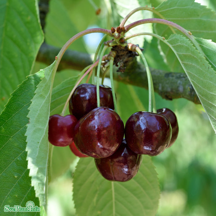 Prunus avium 'Lapins' A-kval Co 2-års