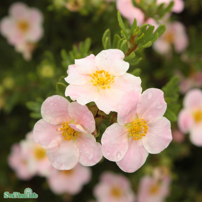 Potentilla fruticosa 'Lovely Pink' Busk C4,5