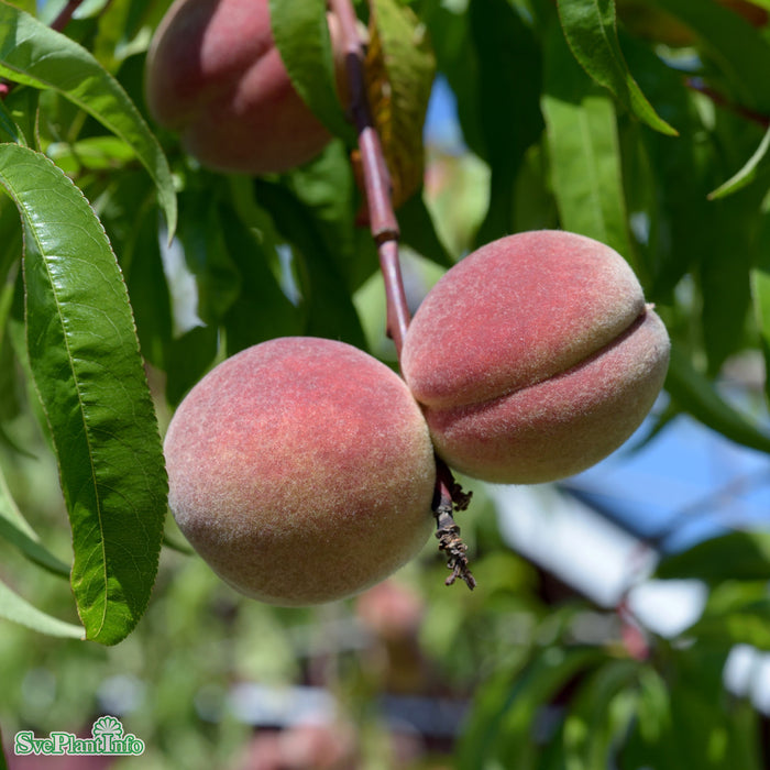 Prunus persica 'Riga' Stulipifera JulA Lågst 2års A-kval Co