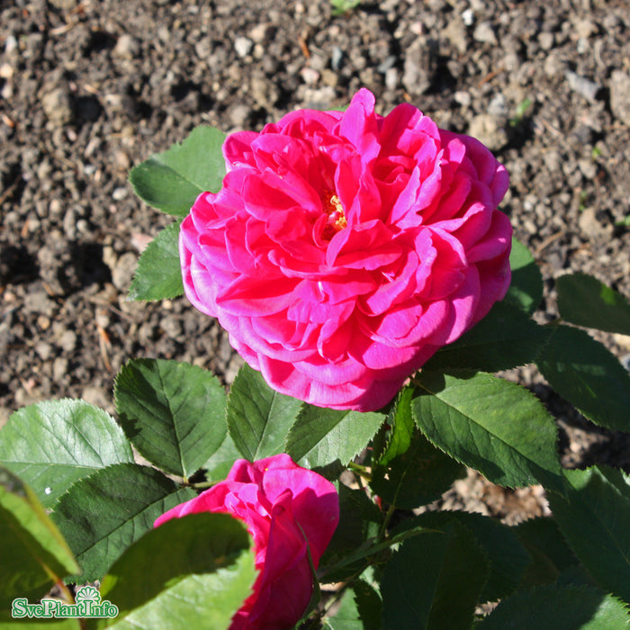 Rosa 'Magna Charta' A kval C4