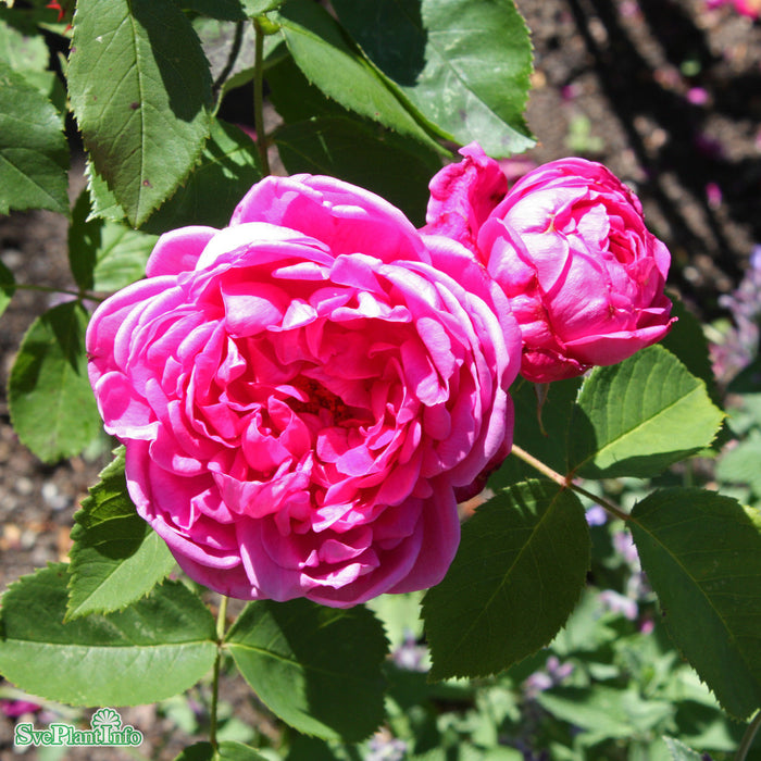 Rosa 'Magna Charta' A kval C4