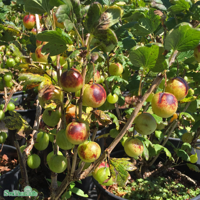 Ribes (Grossularia) 'Tatjana' Busk C5