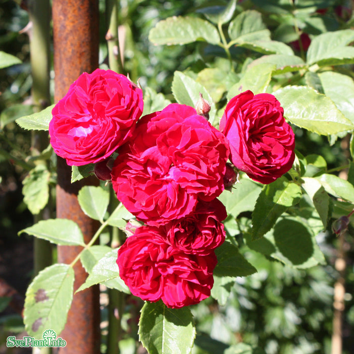 Rosa 'Chevy Chase' A kval C4