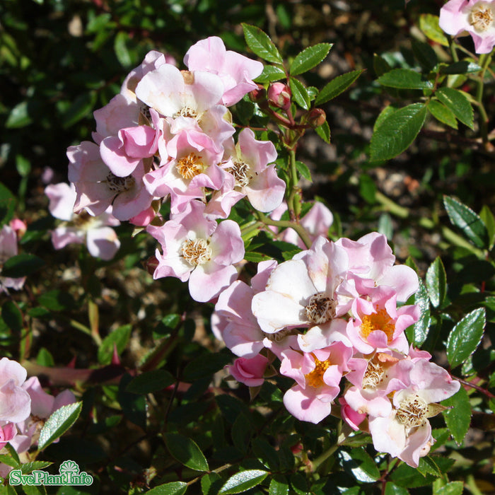 Rosa 'Teeny Weeny' A-kval C4