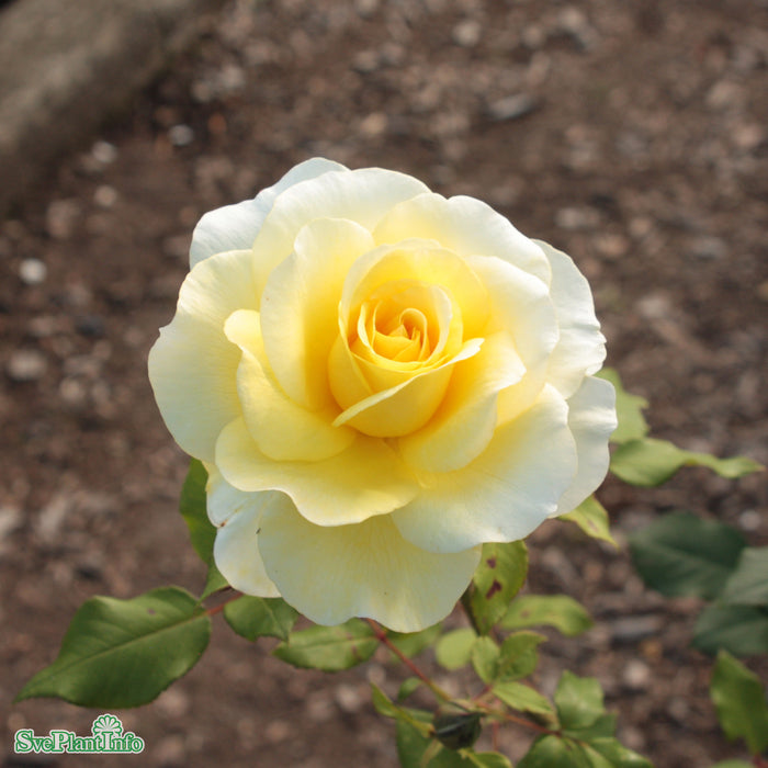 Rosa 'Stockholm' C4