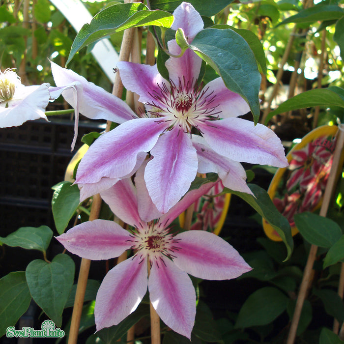 Clematis 'Nelly Moser' C2