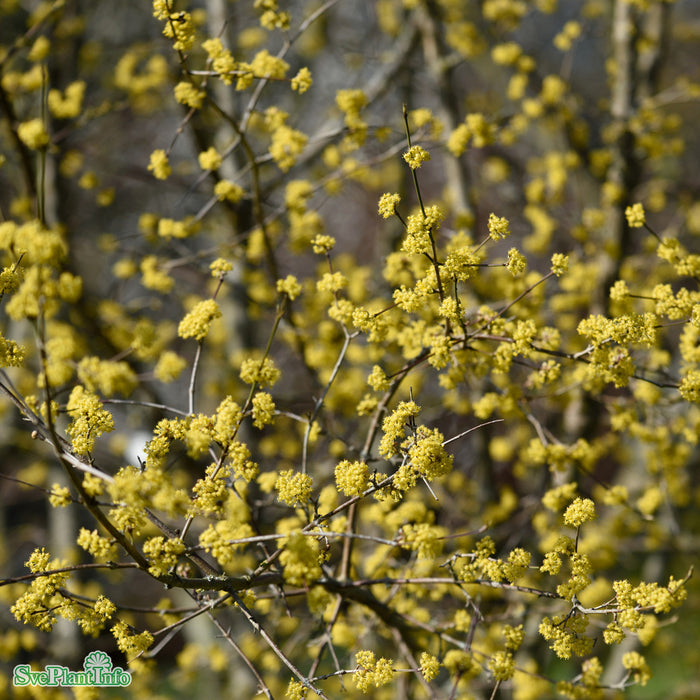 Cornus mas Busk C5 60-100cm