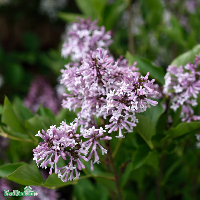 Syringa pubescens ssp. patula 'Miss Kim' C10 Stam 80cm Solitär