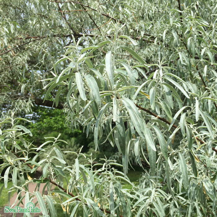 Elaeagnus angustifolia Högstam So 12-14