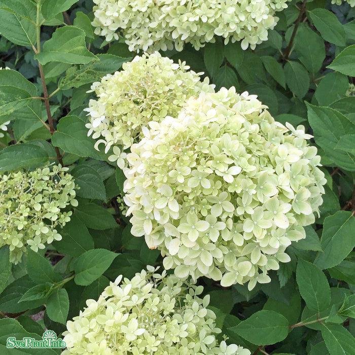 Hydrangea paniculata 'Limelight' C6