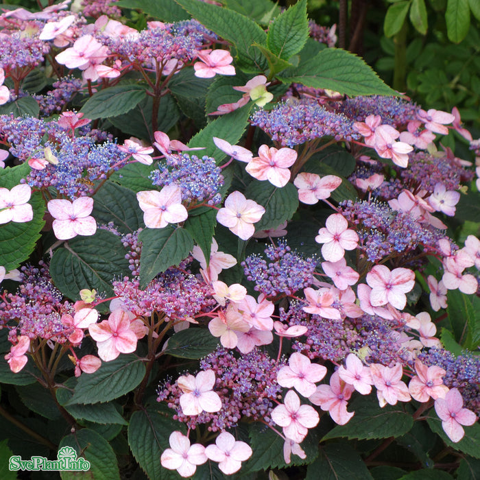 Hydrangea serrata 'Lamona' C3,5