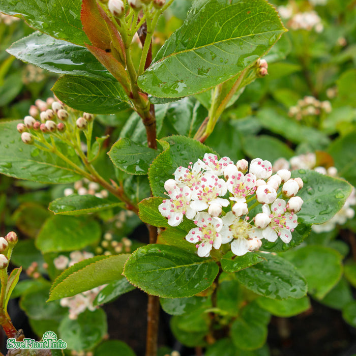 Aronia x prunifolia 'Viking' Solitär C20 100-125cm