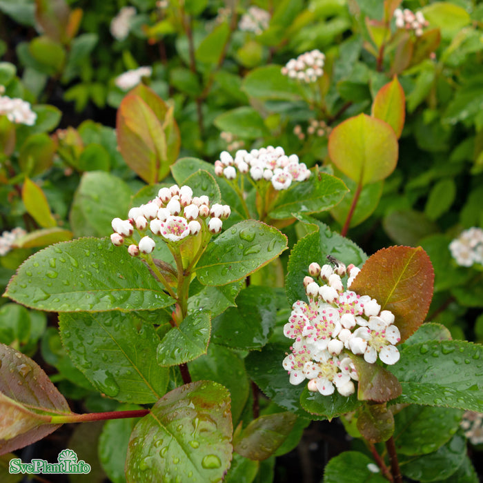 Aronia x prunifolia 'Viking' Busk C4,5 40-60cm