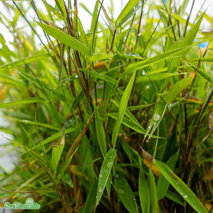 Fargesia murielae 'Bimbo' Co 50-60cm