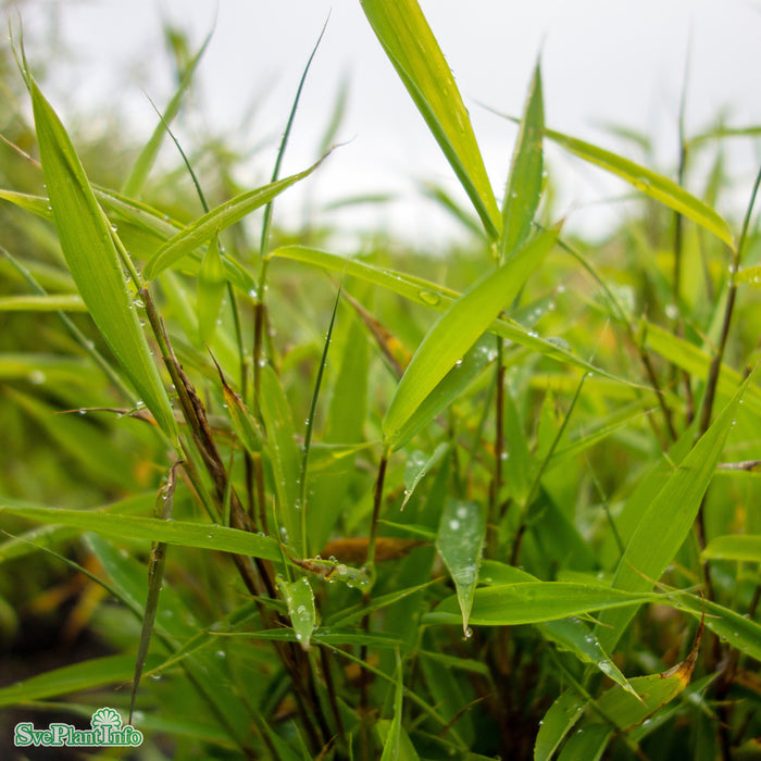 Fargesia murieliae 'Bimbo' Busk C5