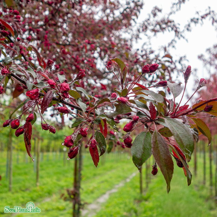 Malus (Purpurapel) 'Stenström' E Stam 90-110cm C10