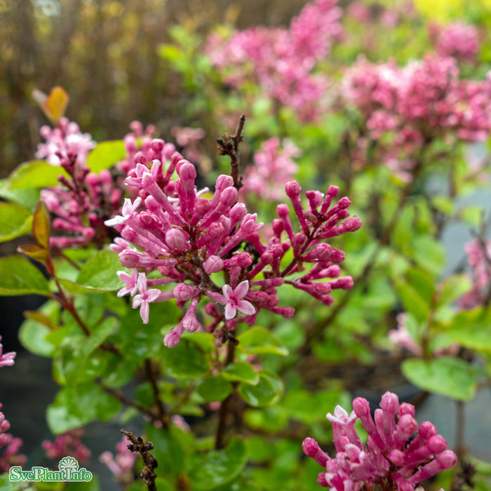 Syringa BLOOMERANG PINK PERFUME Busk C7,5 80cm