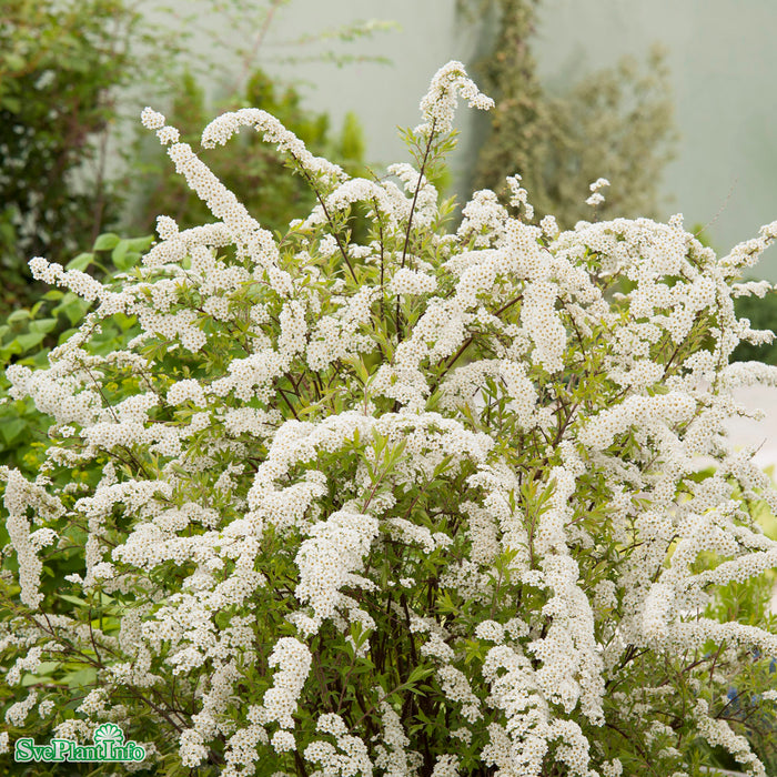 Spiraea cinerea e 'Grefsheim' C2,8 30-40cm
