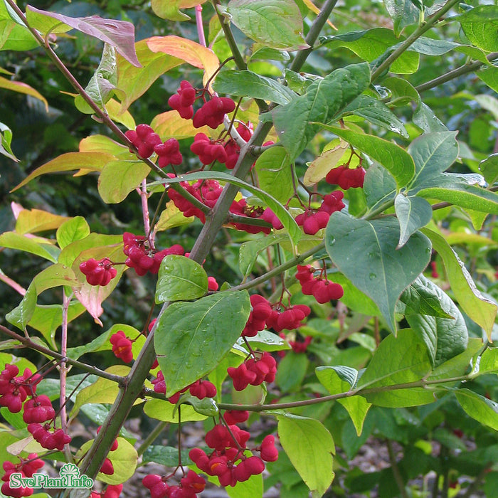 Euonymus europaeus 'Evert' E Busk C2
