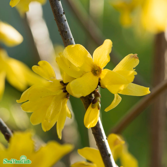 Forsythia mandshurica E Halvsolitär C15