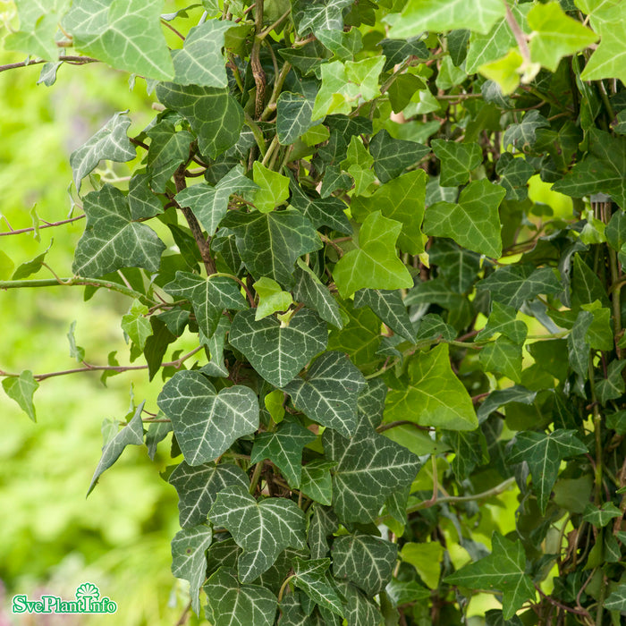 Hedera helix 'Grafik' E A-kval C2