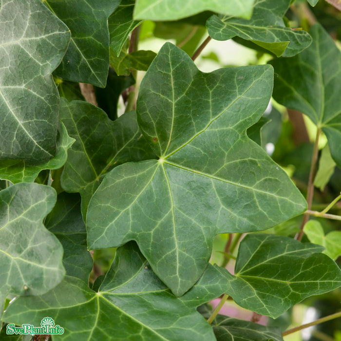 Hedera helix 'Huldra'