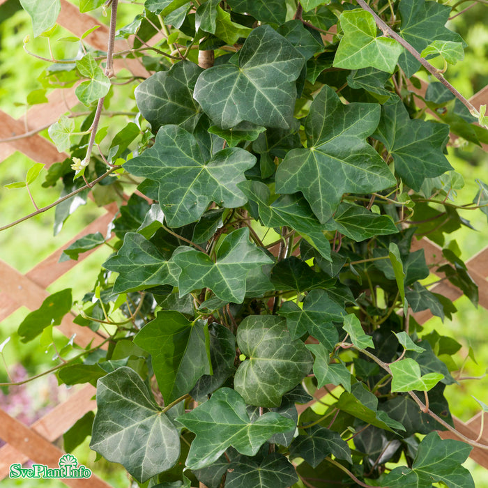 Hedera helix 'Huldra'
