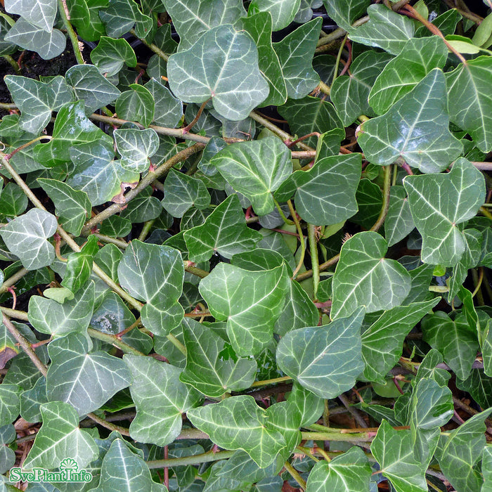 Hedera helix HYMN E A-kval C2