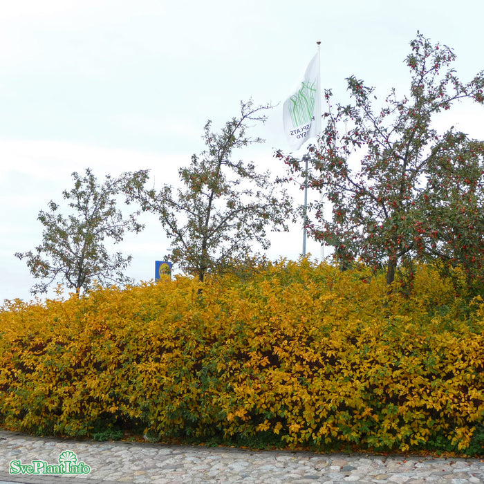 Malus tori. v. sargentii fk Eskilstuna E Solitär KL 150-175cm