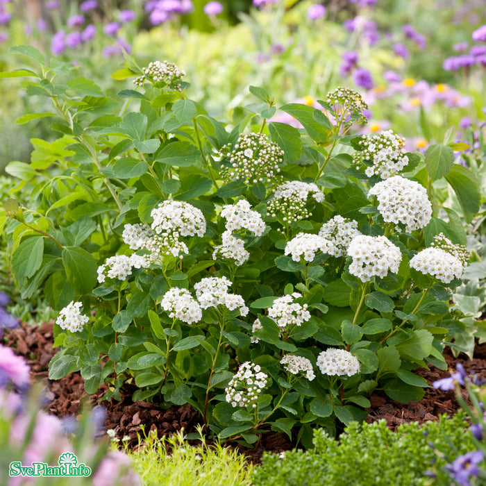 Spiraea betulifolia 'Tor' E C3