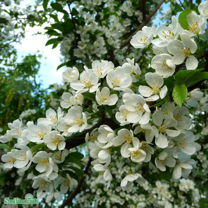 Malus toringo fk Göteborg E Halvsolitär C15