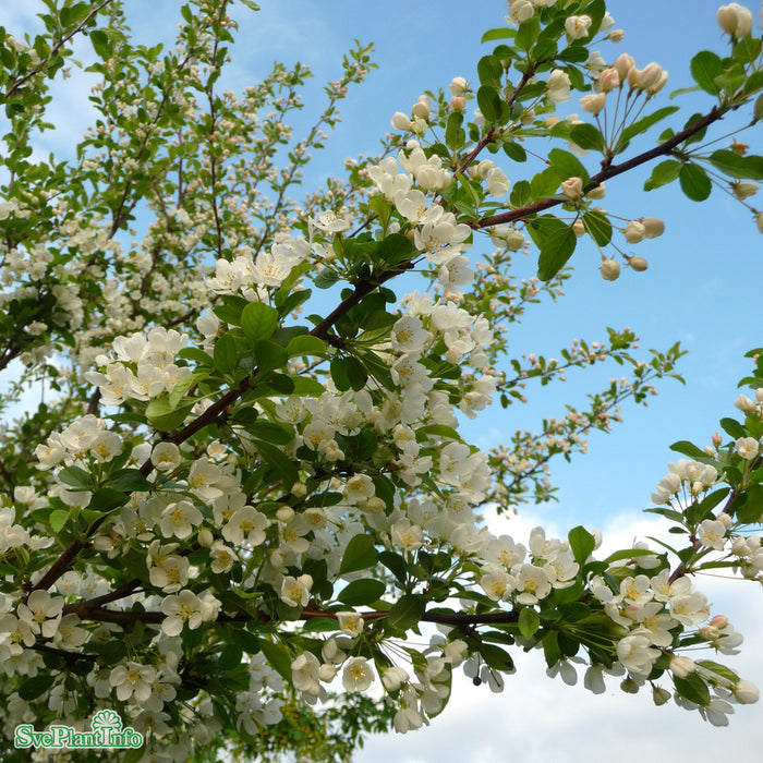 Malus toringo fk Göteborg E Halvsolitär C15