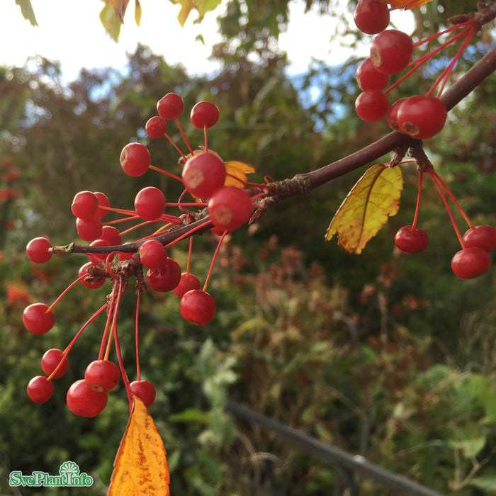Malus toringo fk Göteborg E Halvsolitär C15