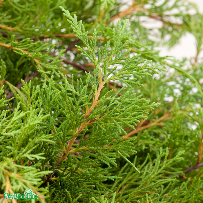 Microbiota decussata 'Sibirteppe' E 30-40cm C3,5