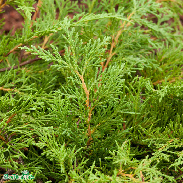 Microbiota decussata 'Sibirteppe' E 30-40cm C5