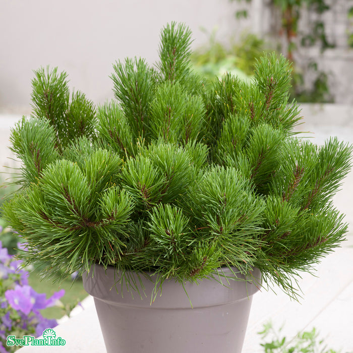 Pinus mugo var. pumilio FK SAUHERAD E 20-25cm C5