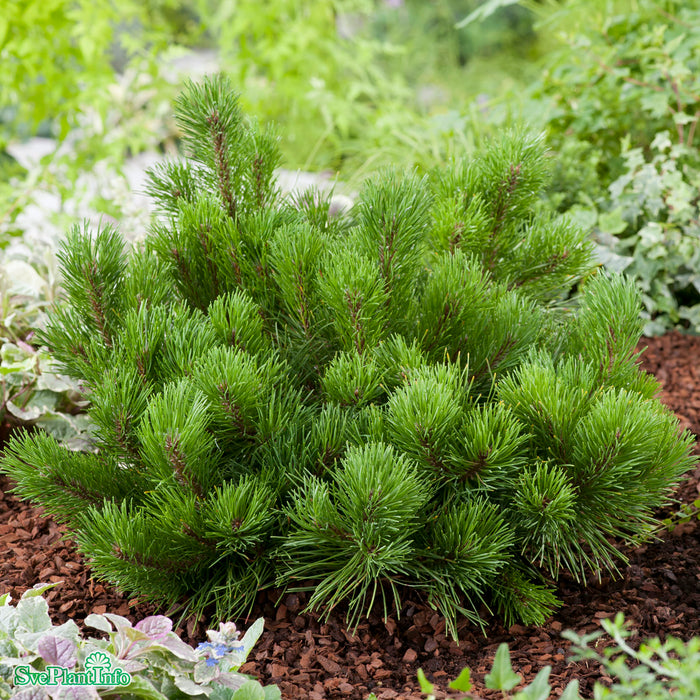 Pinus mugo var. pumilio FK SAUHERAD E 20-25cm C5
