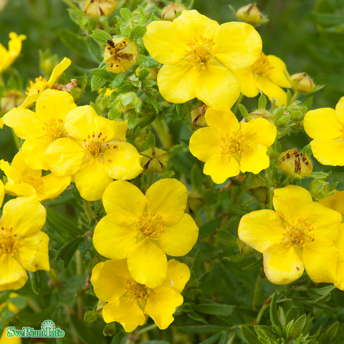 Dasiphora (Fruticosa) 'Fridhem' E C3,5