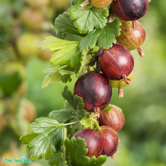 Ribes (Krusbär) 'Martlet' E C3,5