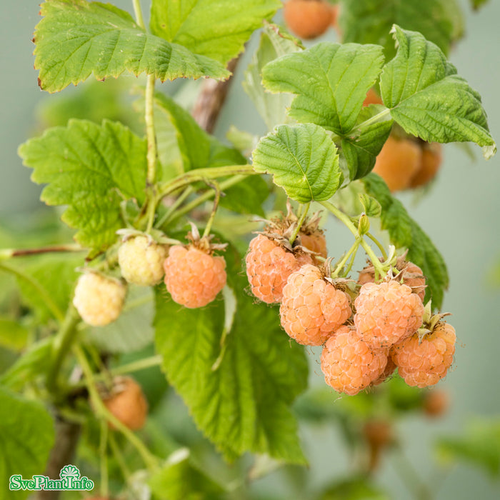 Rubus (Trädgårdshallon) 'Golden Queen' E A-kval C2