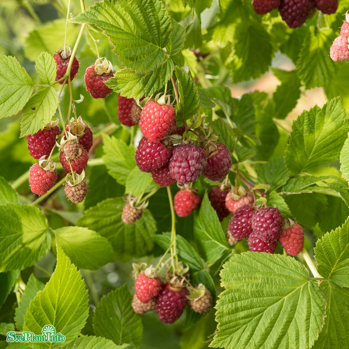 Rubus (Hallon) 'Haida' E A-kval  C2