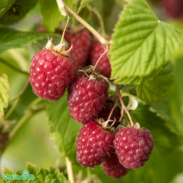 Rubus (Hallon) 'Haida' E A-kval  C2