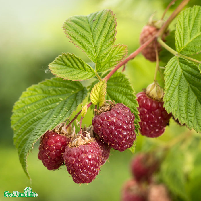 Rubus (Hallon) 'Haida' E A-kval  C2