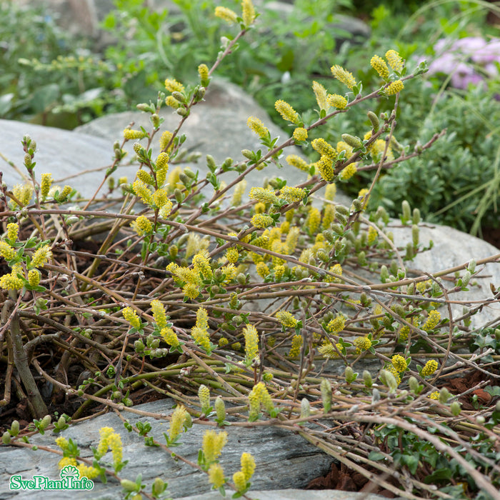 Salix repens 'Grey Carpet' E Busk C2